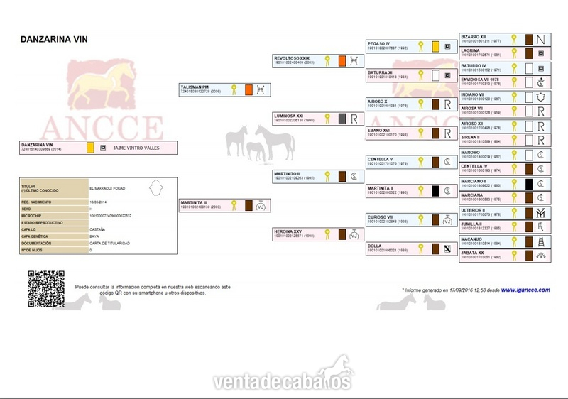 Caballos Pura Raza Española (P.R.E.) PRE - Potra Baya PRE
