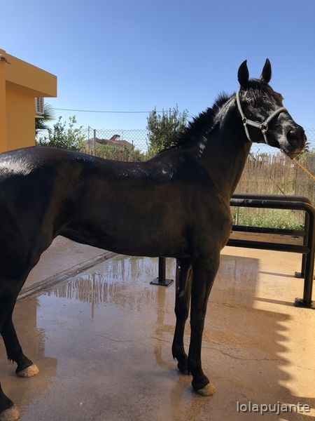 Pura Raza Española {TYPE}