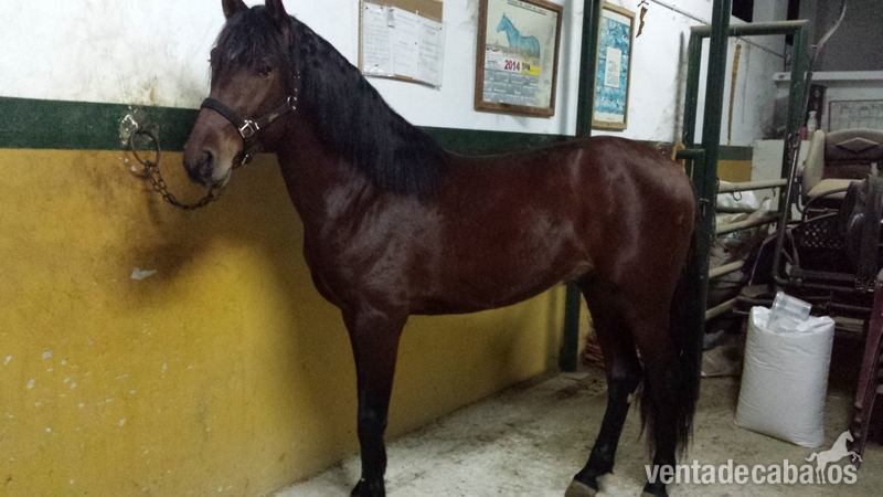Hispano-Arabe