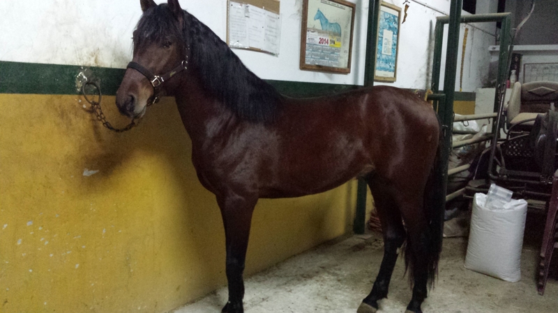 Hispano-Arabe