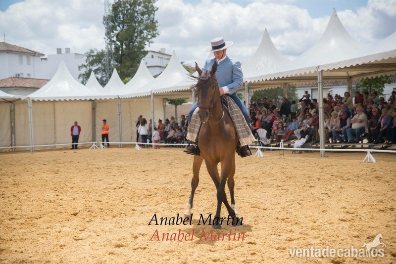 Yegua anglo-arabe 7años de edad in 