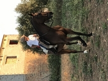 Yegua anglo-arabe 7años de edad