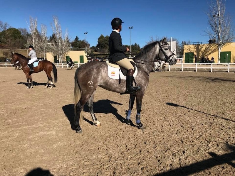 Caballo de Deporte Español (CDE)