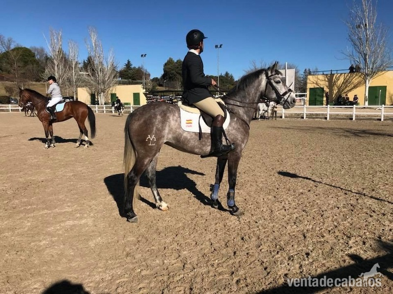 Caballo de Deporte Español (CDE)