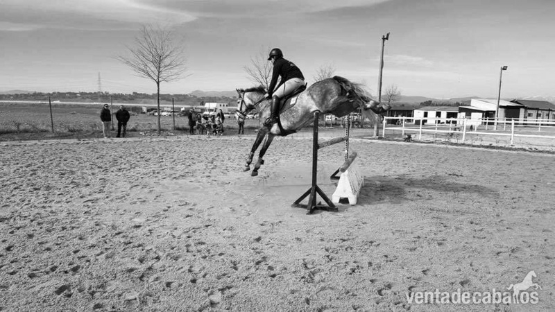 Caballo de Deporte Español (CDE) {TYPE}