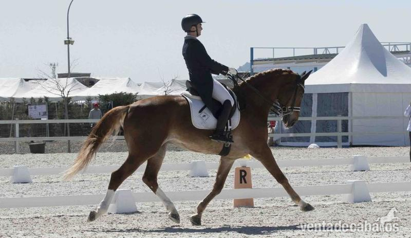 EN VENTA CABALLO HANNOVERIANO NIVEL SAN JORGE in 