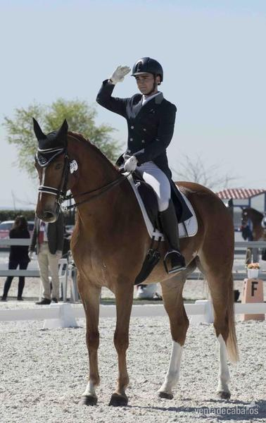Hannoveriano {TYPE}