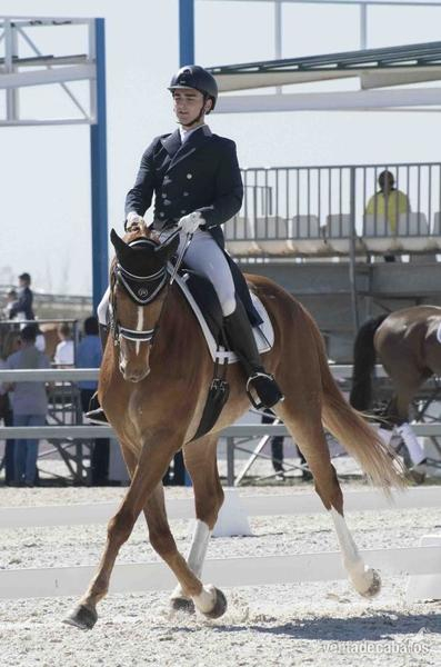 Caballos Capados Hannoveriano - EN VENTA CABALLO HANNOVERIANO NIVEL SAN JORGE