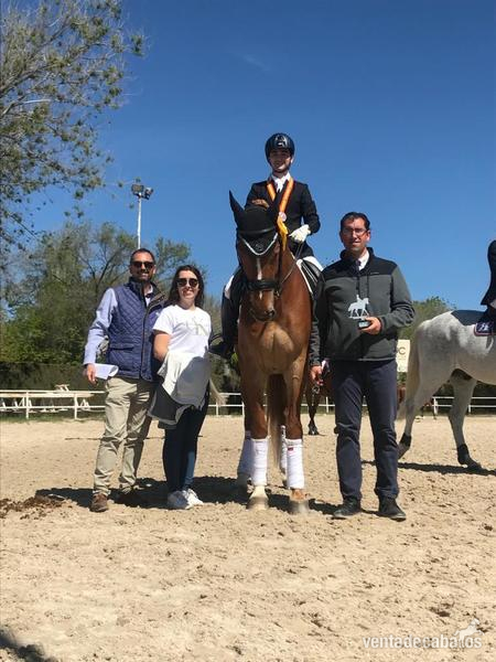 EN VENTA CABALLO HANNOVERIANO NIVEL SAN JORGE - Caballos Capados Hannoveriano
