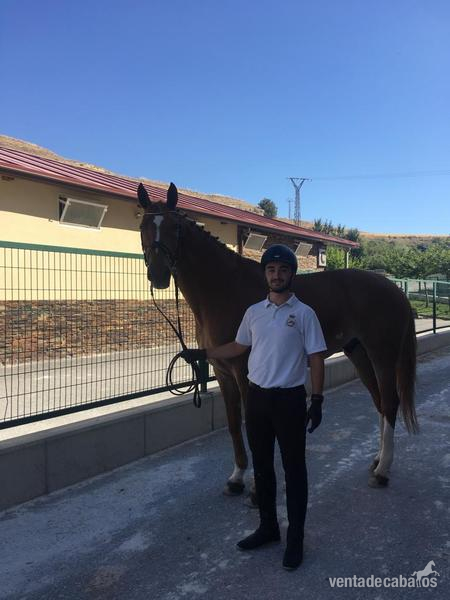EN VENTA CABALLO HANNOVERIANO NIVEL SAN JORGE - Hannoveriano