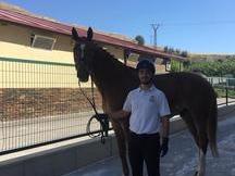 EN VENTA CABALLO HANNOVERIANO NIVEL SAN JORGE