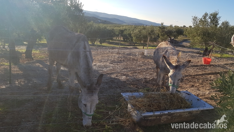 Se venden burro y burra los dos en conjunto in 