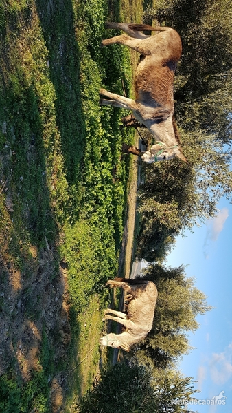 Burro andaluz
