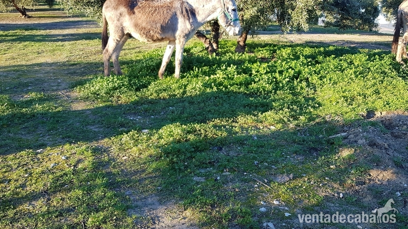 Burro andaluz {TYPE}
