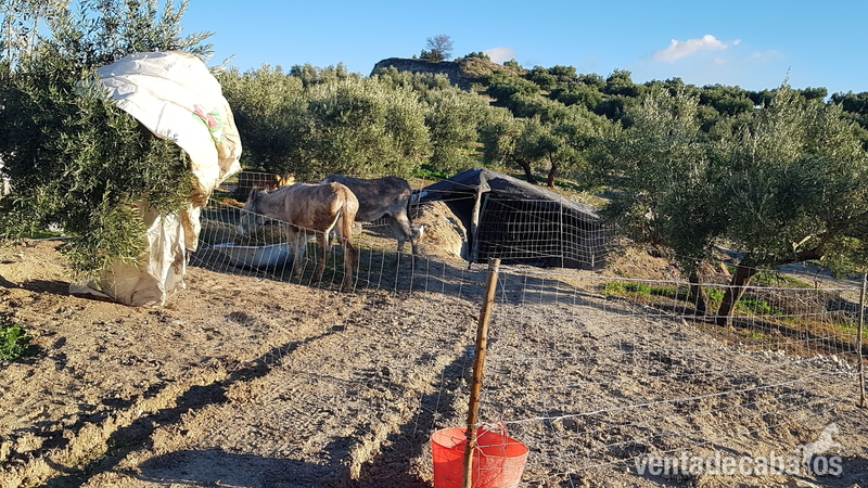 Burros Burro andaluz - Se venden burro y burra los dos en conjunto