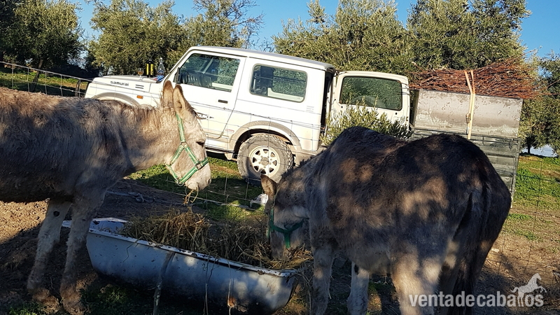 Se venden burro y burra los dos en conjunto - Burros Burro andaluz