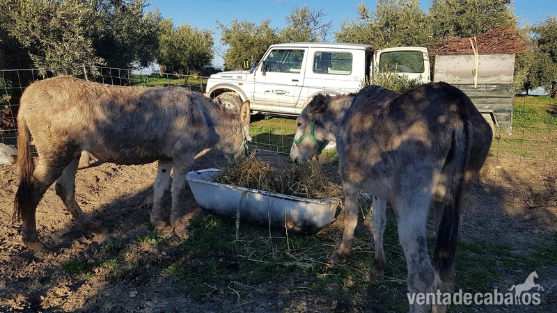 Se venden burro y burra los dos en conjunto - Burro andaluz