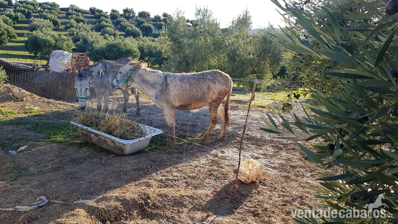 Se venden burro y burra los dos en conjunto - Burros