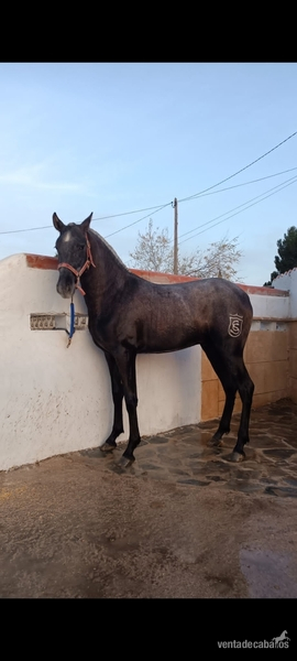 Potro de 2 años sin capar in 