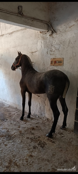 Pura Raza Española