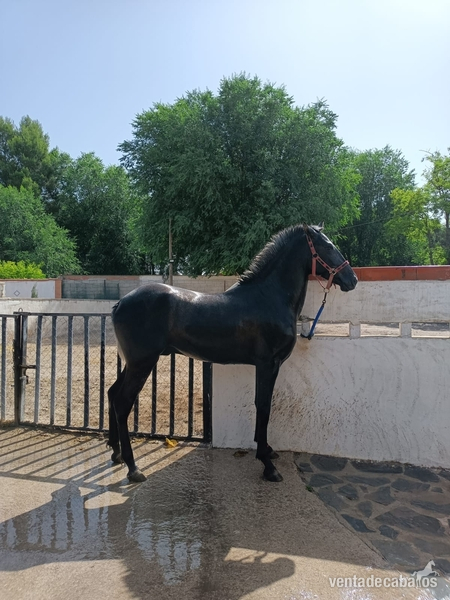 Pura Raza Española {TYPE}