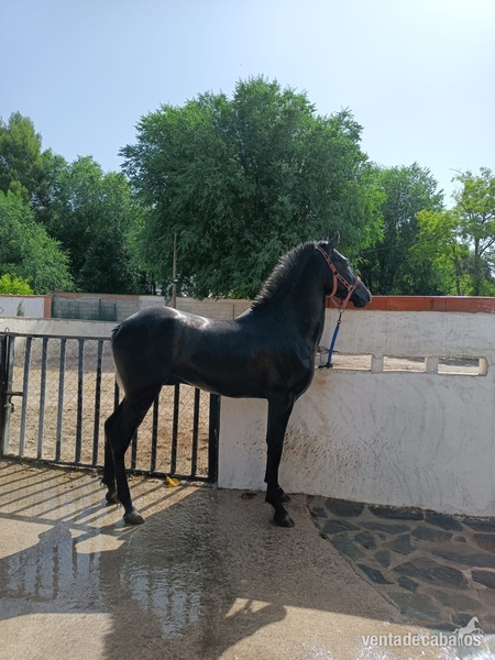 Caballos Pura Raza Española (P.R.E.) Pura Raza Española - Potro de 2 años sin capar
