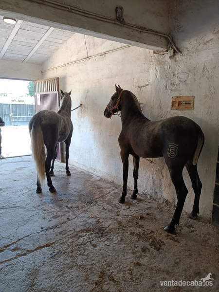 Potro de 2 años sin capar - Caballos Pura Raza Española (P.R.E.) Pura Raza Española