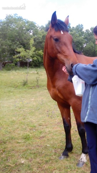 Caballos Pura Raza Española (P.R.E.) Pura Raza Española - potra castaña  pre