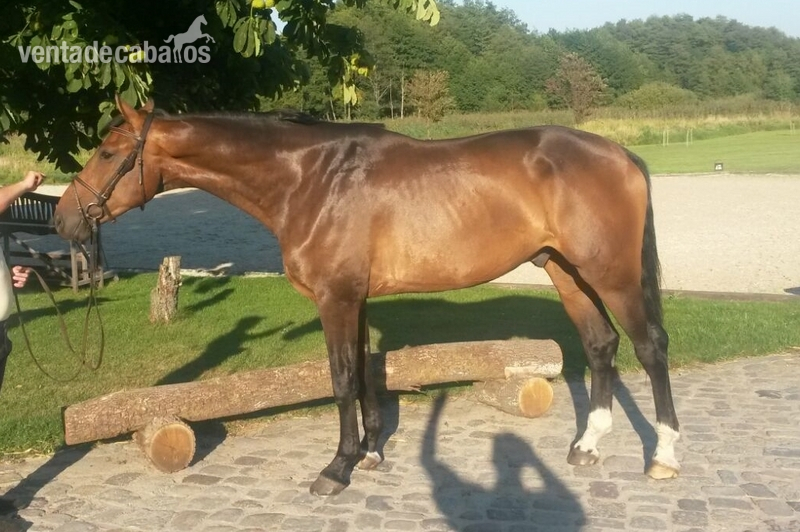 Potro oldenburgo de gran alzada para doma clasica in 
