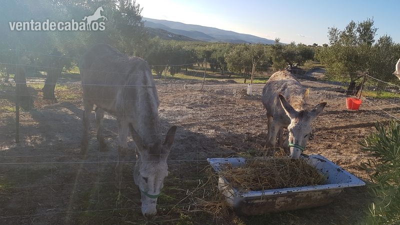 Se venden burro y burra los dos en conjunto in 