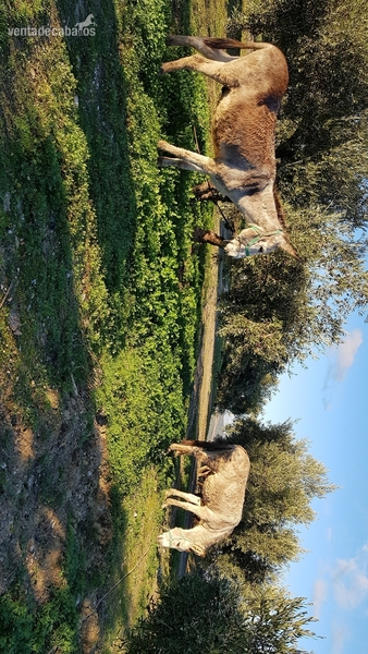 Burro andaluz