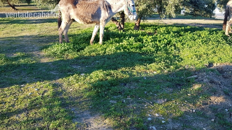 Burro andaluz {TYPE}