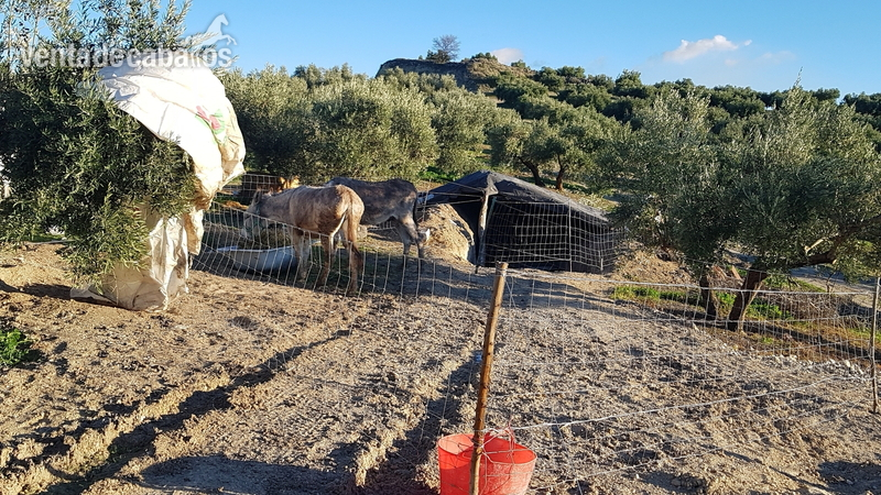 Burros Burro andaluz - Se venden burro y burra los dos en conjunto