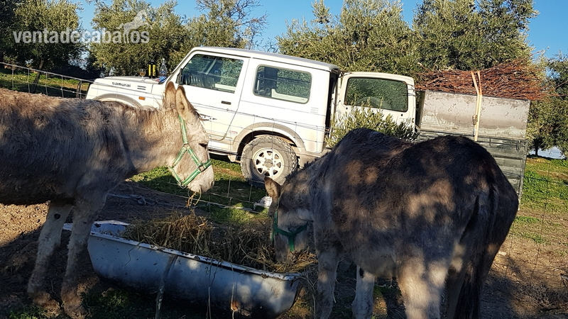 Se venden burro y burra los dos en conjunto - Burros Burro andaluz