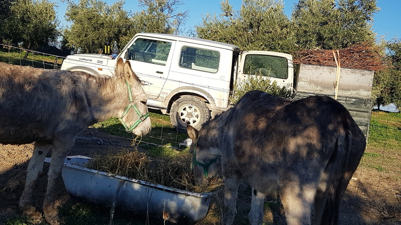 Se venden burro y burra los dos en conjunto - Burros Burro andaluz