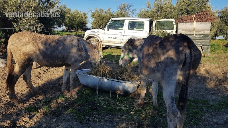 Se venden burro y burra los dos en conjunto - Burro andaluz