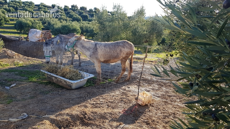 Se venden burro y burra los dos en conjunto - Burros