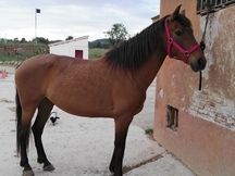VENDO YEGUA PURA RAZA ESPAÑOLA