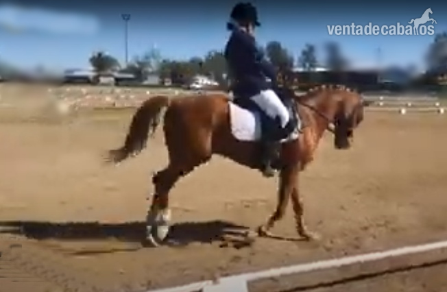 poni c clasica con mucho potencial in 