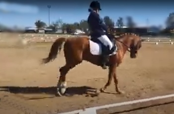 poni c clasica con mucho potencial