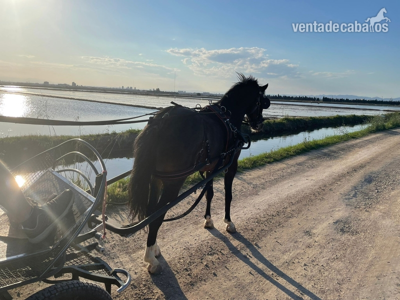 Vendo pony b.  in 