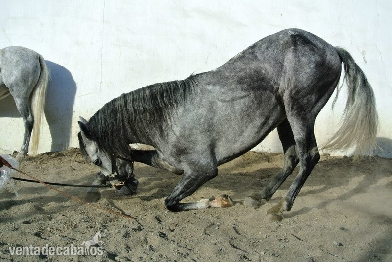 Caballo por todo in 