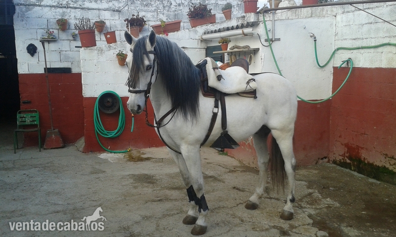 caballo PRE  tordo in 