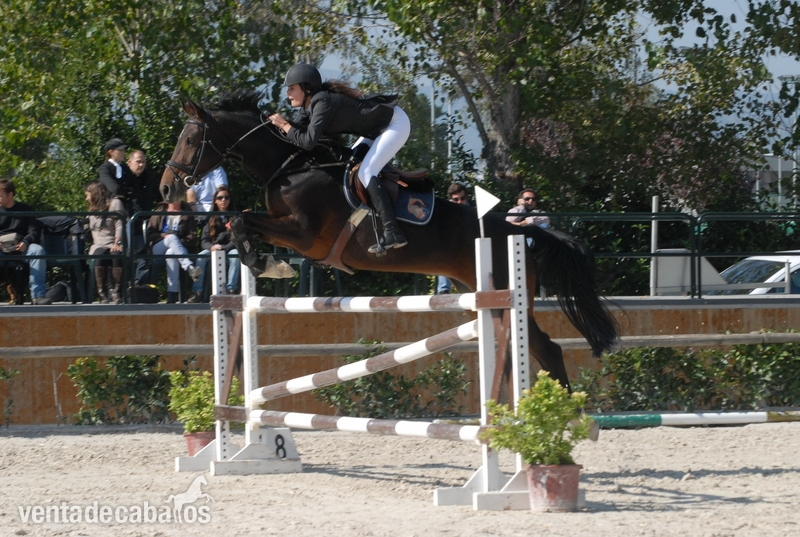 Yeguas Other Breeds - Yegua de salto thüringer reitpferd