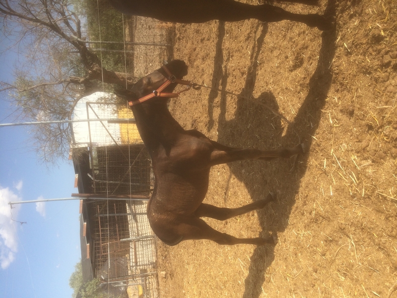 Caballos Pura Raza Española (P.R.E.) PRE - Se venden tres yeguas PRE y dos potras al destete