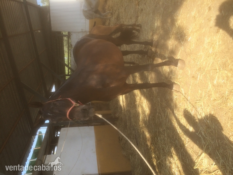 Se venden tres yeguas PRE y dos potras al destete - Caballos Pura Raza Española (P.R.E.) PRE