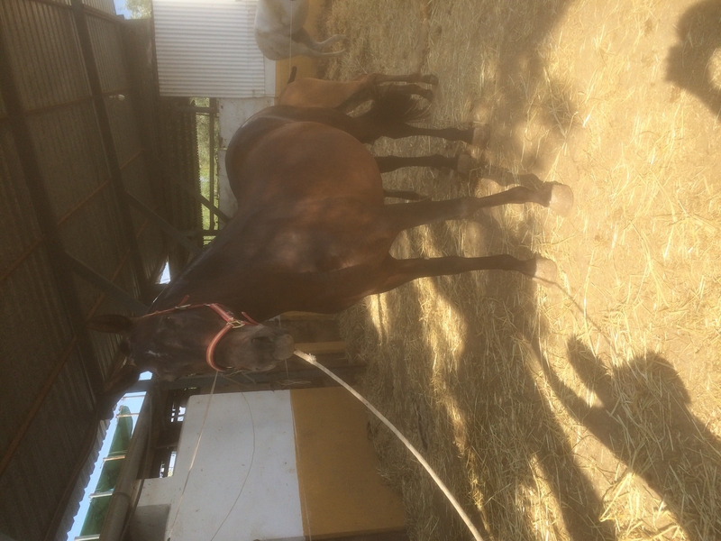 Se venden tres yeguas PRE y dos potras al destete - Caballos Pura Raza Española (P.R.E.) PRE