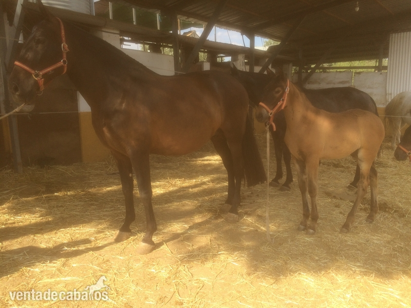 Se venden tres yeguas PRE y dos potras al destete - Caballos Pura Raza Española (P.R.E.)