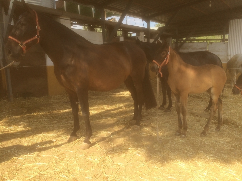 Se venden tres yeguas PRE y dos potras al destete - Caballos Pura Raza Española (P.R.E.)