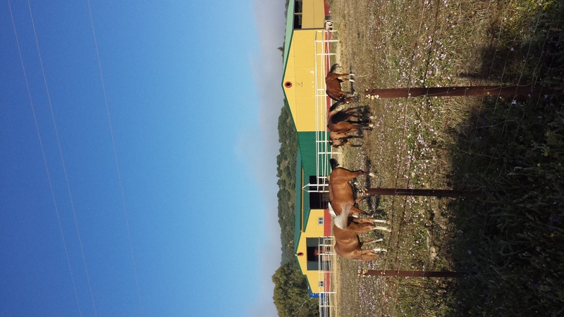 Alcala de los gazules Magnificas instalaciones ecuestre en Alcala